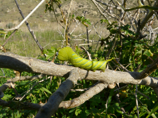 Acherontia atropos (bruco)